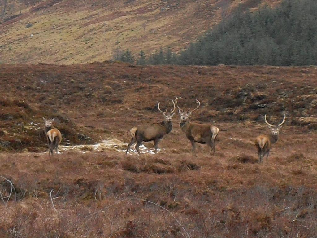Ledgowan Lodge Hotel Achnasheen Eksteriør bilde